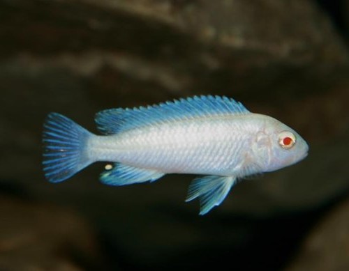 malawi albino